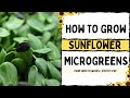 How to grow sunflower microgreens   full walkthrough with tips  tricks   on the grow