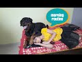 jerry and anshu morning routine ||well trained rottweiler || guard dog breed