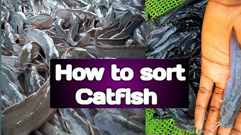 Sorting Catfish/simple step to Sorting Catfish