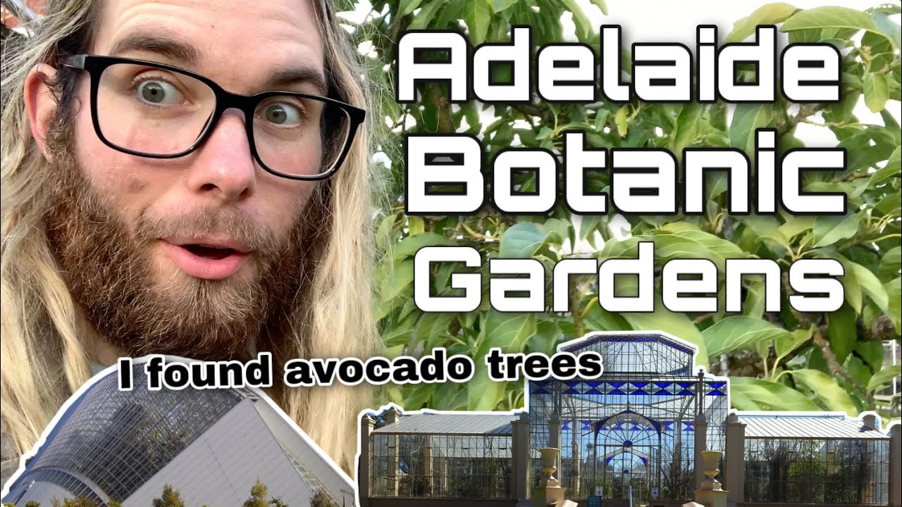 Exploring Adelaide Botanic Gardens And Finding Avocado Trees Youtube