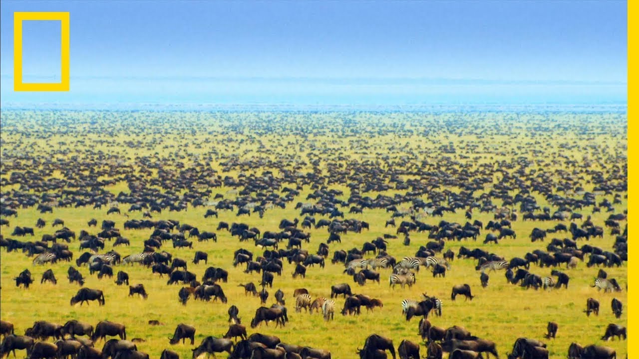 serengeti tanzanie