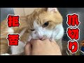 虎徹の爪切りしたらとんでもない事になりました