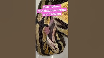 Ball Python Cohabitation. This Pastel Scaleless Head has being cohabitating with 3 other Royals