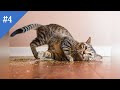 #4 СМЕШНЫЕ ВИДЕО 2020/Я РЖАЛ ПОЛЧАСА/СМЕШНЫЕ ЖИВОТНЫЕ /FUNNY CATS/귀여운 고양이」웃지 않으려 노력하십시오 가장 웃긴 고양이 영화