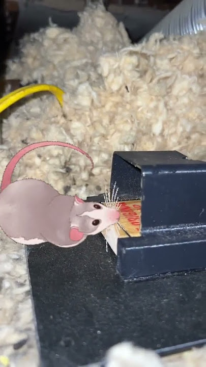 The Incredible Mouse Delete-R Robot Mouse Trap. Mousetrap Monday 