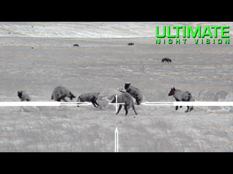 Thermal Predator Hunting | 100 Coyotes Down O’Neill Ops & Trijicon