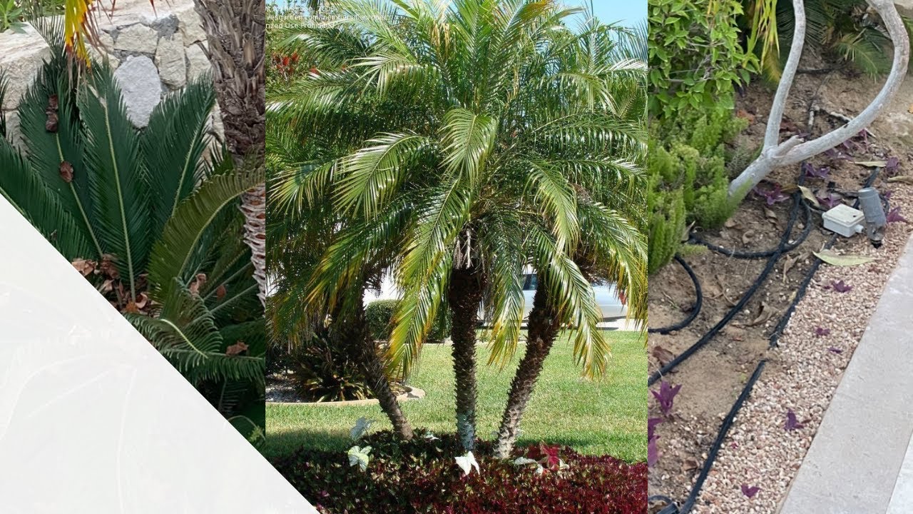 E0044 Phoenix roebelenii نخيل الروبليني