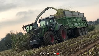 Claas Jaguar 950 de l'ETA Plougastel en action dans les maïs 2021 !