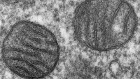 Biology myth Busted: The real story of endosymbiosis