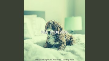 High Class Backdrops for Separation Anxiety