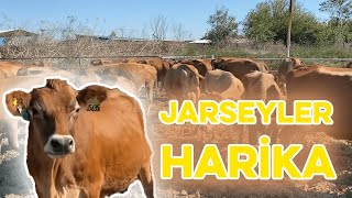 JARSEYLER HARİKA! #jarsey #eşrefşekerli