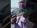 AHB fishing 🎣 YouTube big size pamplat #tilapiya like subscribe share mor videos visit my channel 🐠