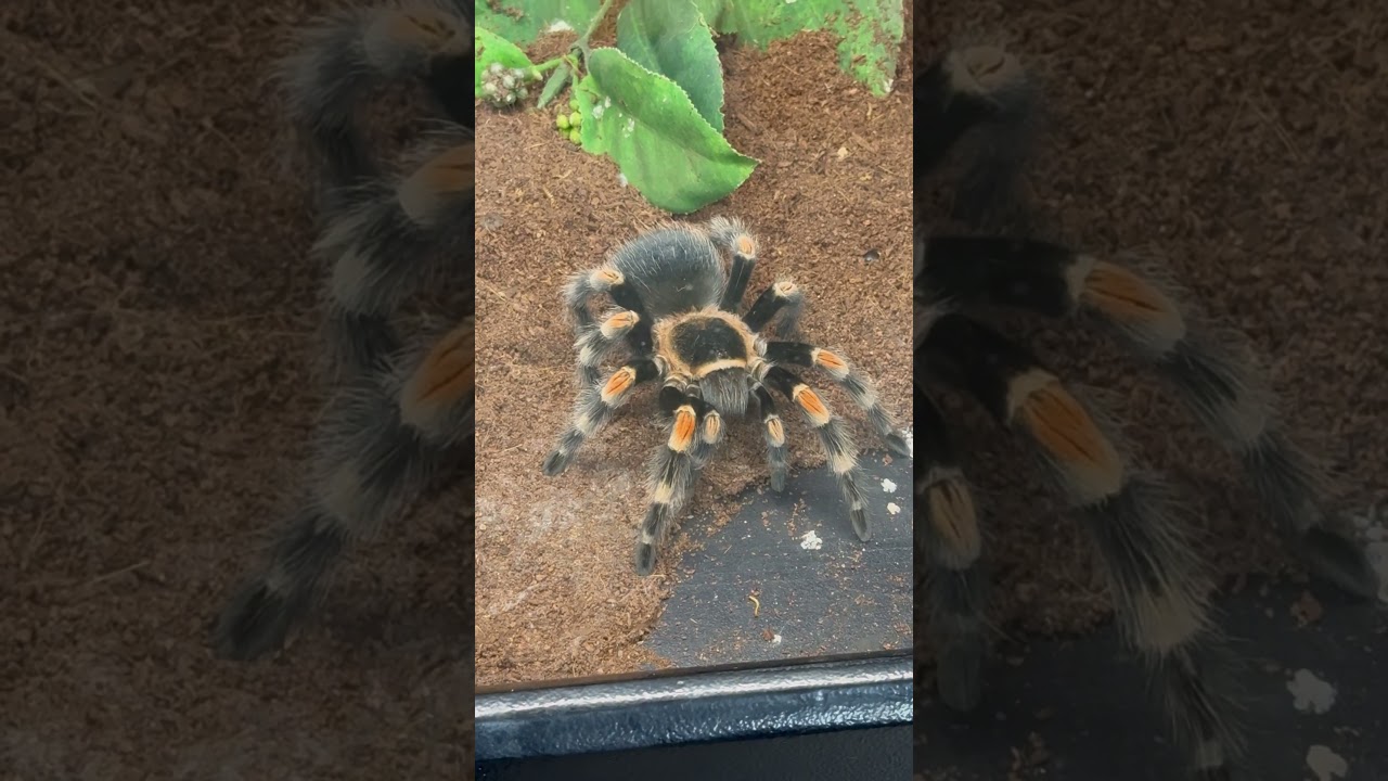 Red kneed tarantula spider