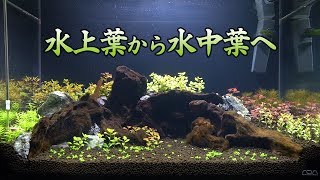 【アクアリウム】水上葉から水中葉へ移り変わる水草【60cm水槽#04】