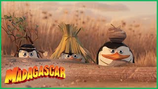 DreamWorks Madagascar em Português | Os Pinguins Compilação | Desenhos Animados