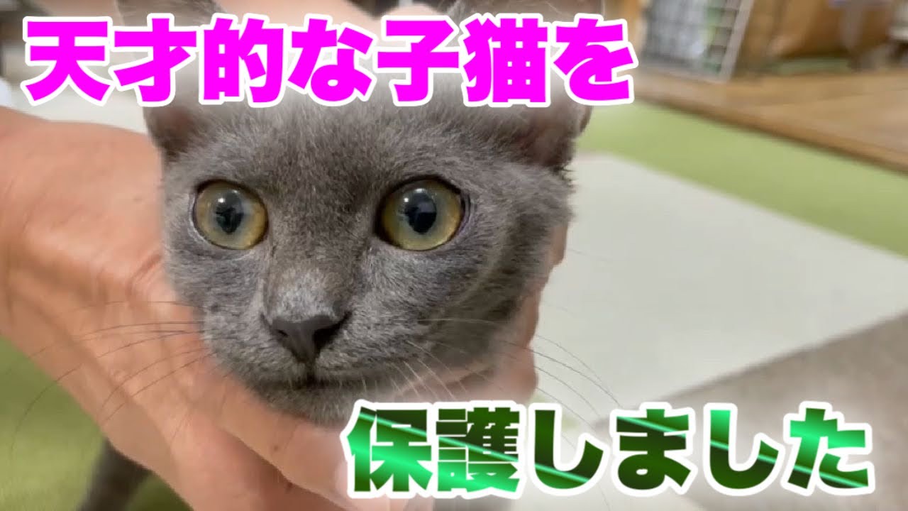 鼻水ズビズビのグレーの子猫ちゃんがやってきました Kitten Cold Youtube