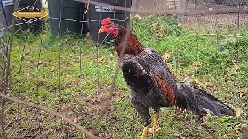 SAIB QAIB UPDATE XWB 10.06.25  | SHOWBIRD | QAIB THAI | SHAMO | ASEEL | PAKOI | GANOI