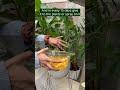 DIY Orange Peel Fertilizer🍊🌱 #shorts #gardeningtips #diyhacks