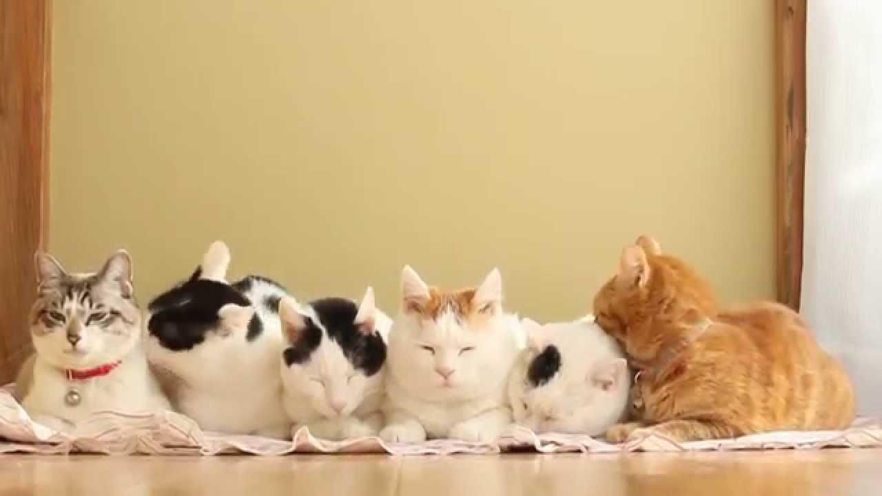 Six cats