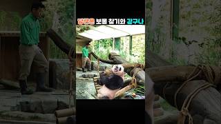 루이바오야 뒤를 돌아봐 당근이 오래 기다려주지 않을지도 몰라