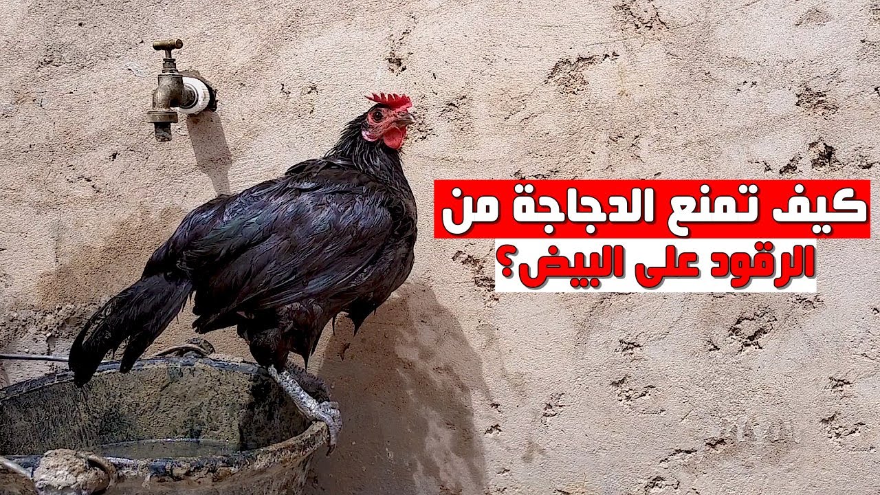 تربية الدجاج البلدي 🐓 منع الدجاجة من الرقود على البيض (منع تقراق الدجاج)