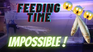 Giving a Huge Fish Feed /#fish #alligatorgar #gar #aquarium #tank #monsterfishkeeper #monsterfish