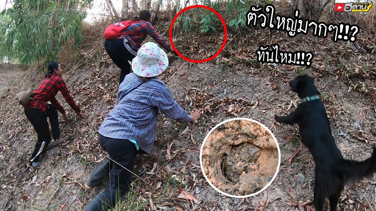 พุ่งตามกันทั้งทีม!!? ถ้าไม่ได้คงนอนไม่หลับแน่นอน!!? หากบไง หากบจำศีล หาเขียดตามคลองห้วย