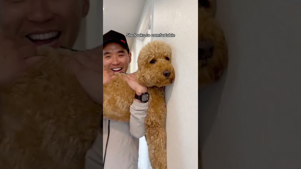 They say your dog is smart if they stick their paw out to stop themselves from hitting the wall