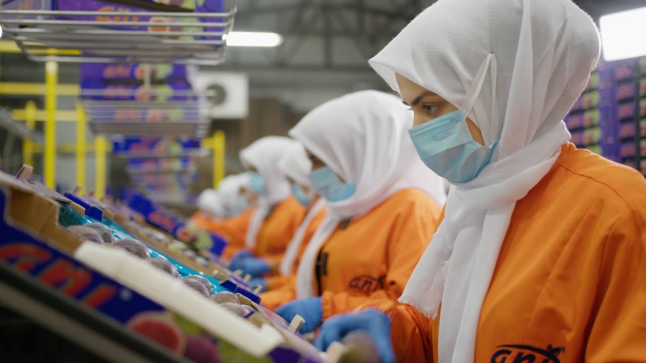 ANI TARIM FRESH FRUITS BLACK FIG YouTube