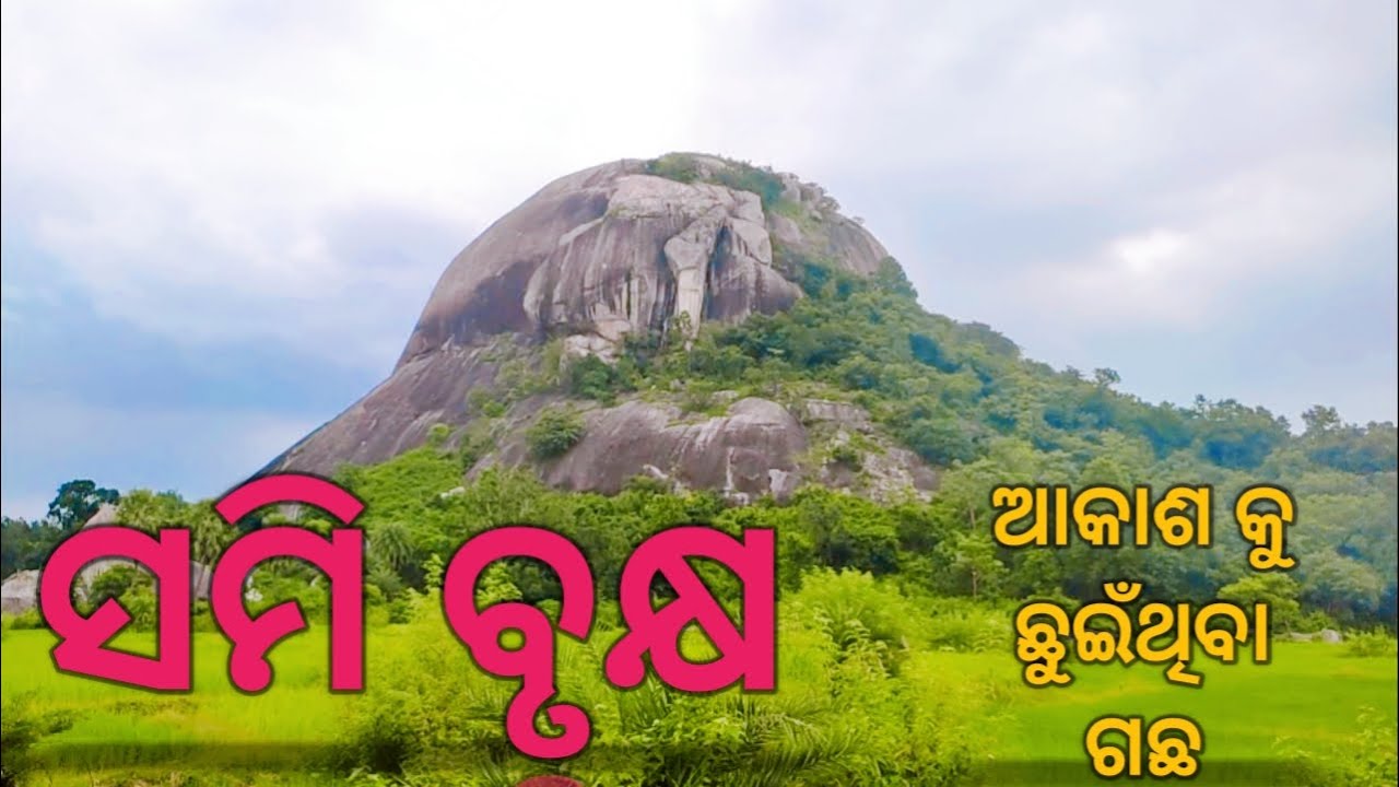 ସମି ବୃକ୍ଷ || ଆକାଶ କୁ ଛୁଇଁଥିଲା ଗଛ || ପାଣ୍ଡବ  ଲୁଚାଇଥିଲେ ଦିବ୍ୟଅସ୍ତ୍ର  || SAMI BRUKHYA MAYURBHANJ ODISHA