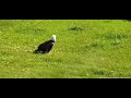 Decorah Eagles North 5/26/23 Sub-Adult eating, Mr. comes in a pushes sub away. Mr. got the food.