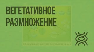 Вегетативное размножение. Видеоурок по биологии 6 класс