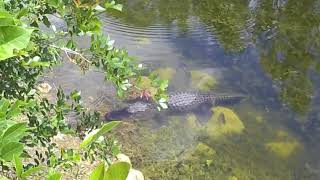 We went to the everglades national park in south of florida see
alligators their natural habitat. some guys are watching out for
crocodiles ...