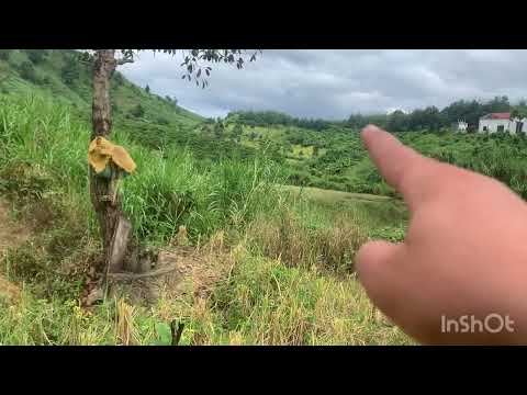 Video 7HEC TA NGAY DUONG NHỤA GIÁ QUÁ RẺ 0373107138 KHU DÂN... - youtube