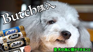 🐶Butch(ブッチ)が来た！食いつきが悪い犬への最後の砦。【トイプードルのグリィ】【犬】【dog】【toy poodle】
