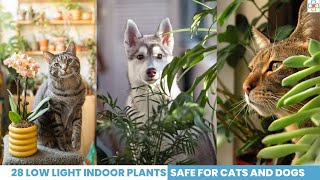 28 Low Light Indoor Plants Safe for Cats and Dogs | Pet Safe Plants  #petsafe