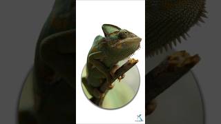 clipping mask effect in Adobe Photoshop🦎 #youtubeshorts #adobephotoshoptutorial #clippingmask