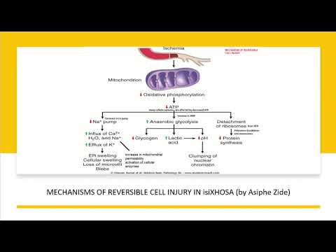 MECHANISMS OF CELL INJURY Xhosa