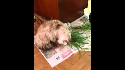 Bilbrey Cats Grass Frenzy