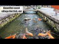 Beautiful village canal koi fish.(Hida Furukawa, Japan)