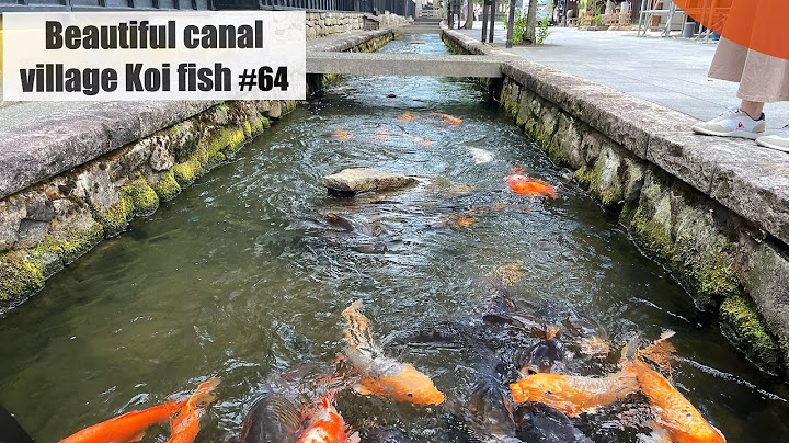 Ikan koi kanal desa yang indah.(Hida Furukawa, Jepang)