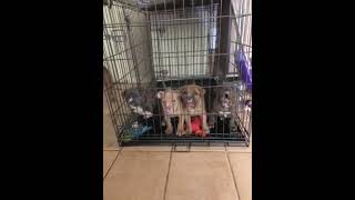 American Pit Bull Terrier Puppies For Sale In Snellville, Ga