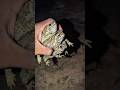 Catch Frog Funny For Laugh Catch Three Toad So Funny Animal For Fun Funny Frog Froggy