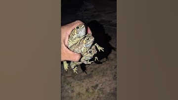 Catch Frog Funny for Laugh | Catch Three Toad so Funny | Animal for Fun | Funny Frog | Froggy
