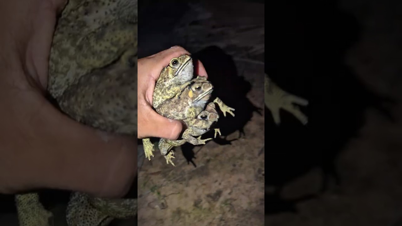 Catch Frog Funny for Laugh | Catch Three Toad so Funny | Animal for Fun | Funny Frog | Froggy