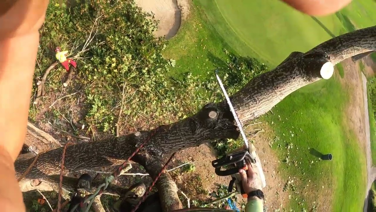 Removal of a big leaf Maple in Tsawassen BC