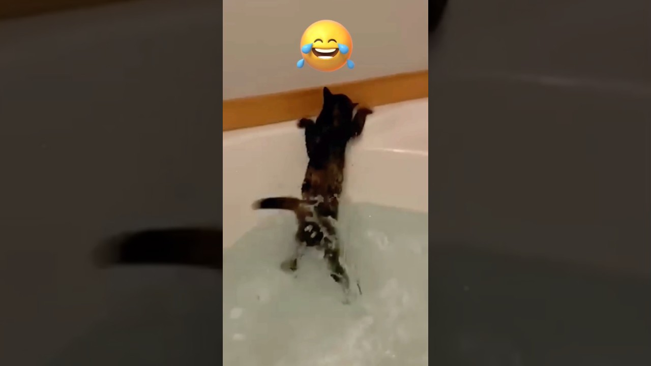 Naughty Tails! The funniest and unexpected pranks with animals 🤣 