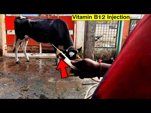 Cow Video | Belamyl Vitamin B12 Injection | It Gives Energy To Cattle |  Best Veterinary Medicine