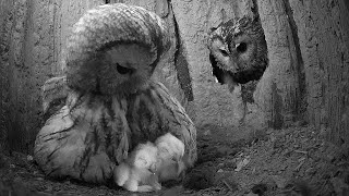 Tawny Owl Dad Sees Chicks For the 1st Time | Luna & Bomber | Robert E Fuller