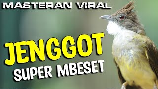 MASTERAN CUCAK JENGGOT MBESET NGETRIL SUPER GACOR